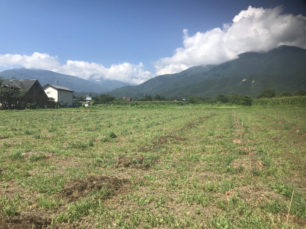 ブルーベリー畑の画像