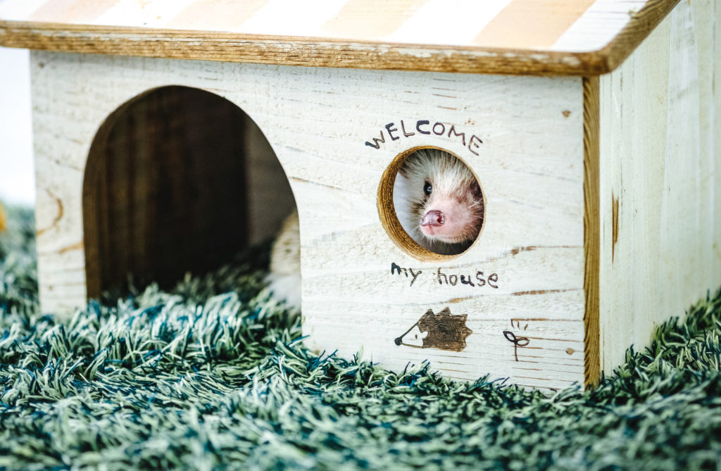 ねずみの家の画像