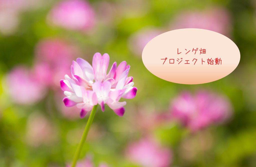 レンゲ畑の画像