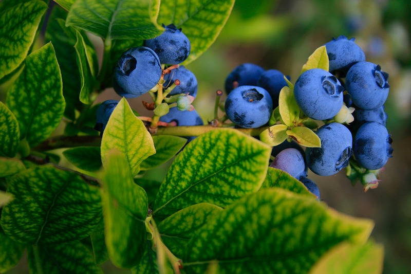 blueberryの画像