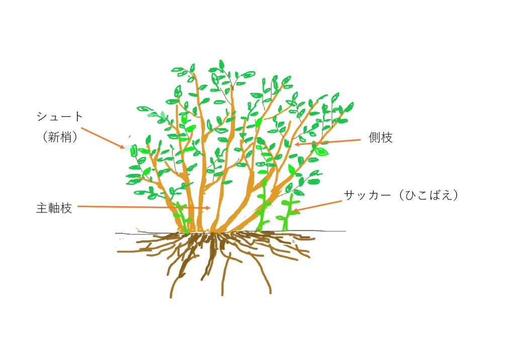 ブルーベリー ど根性栽培 の肥料と 変化している世界 Vol210 無為自然な農業日記