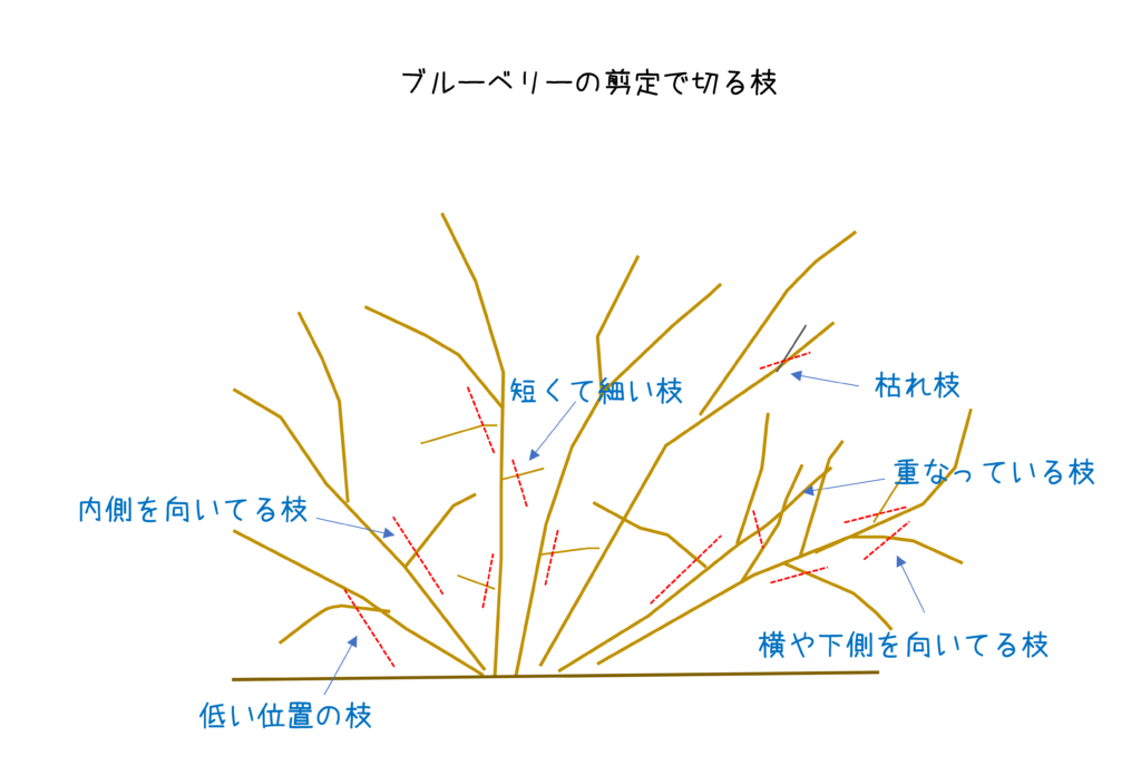 ブルーベリー植え付け４年目 ６年生 の成木 若木 の剪定方法を解説します Vol358 無為自然な農業日記