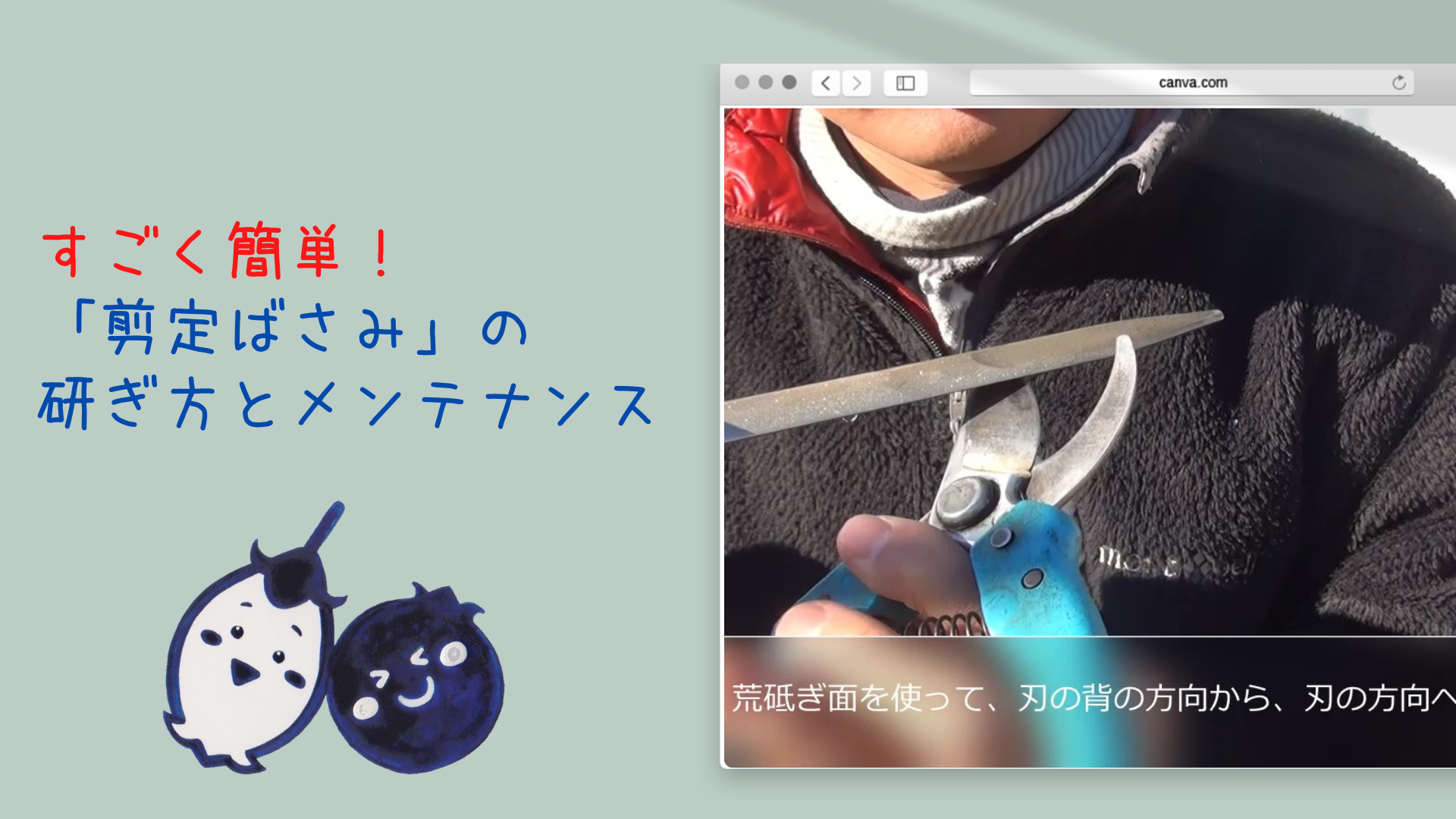 動画 すごく簡単 剪定ばさみの 研ぎ方 とメンテナンス ブルーベリーの剪定でも大切です Vol367 幸せフルーツ工房 ブルーベリーの森あづみの 無為自然な農業日記