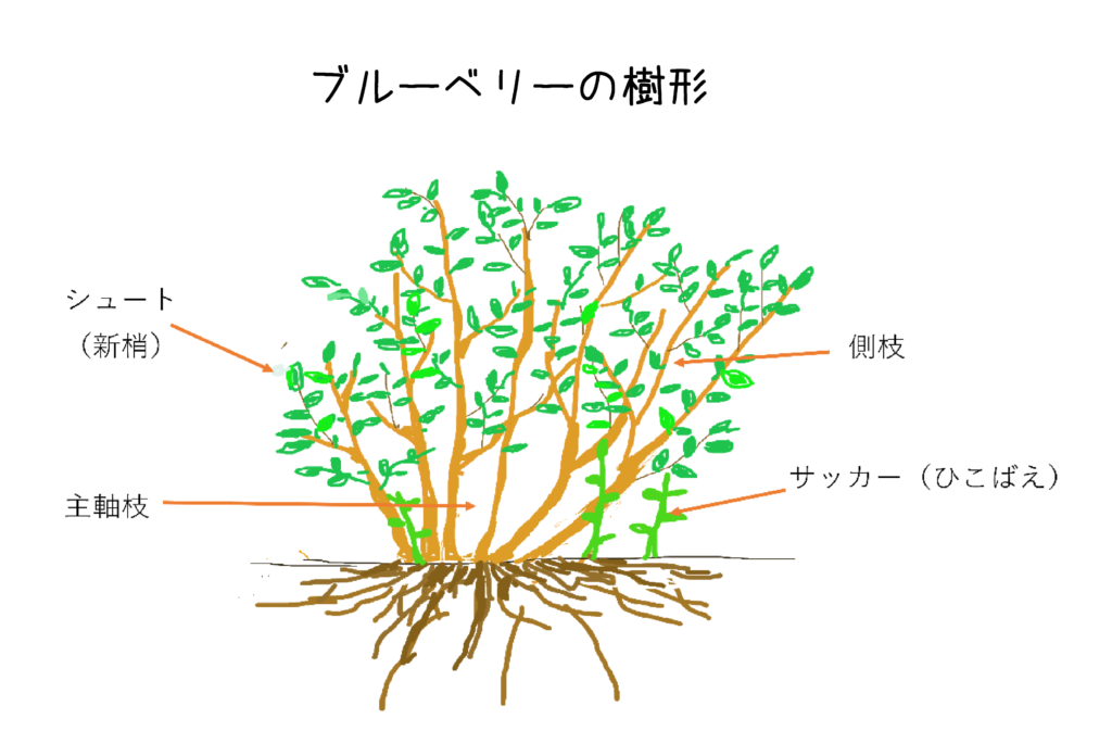 ブルーベリー植え付け４年目 ６年生 の成木 若木 の剪定方法を解説します Vol358 幸せフルーツ工房 ブルーベリーの森あづみの 無為自然な農業日記