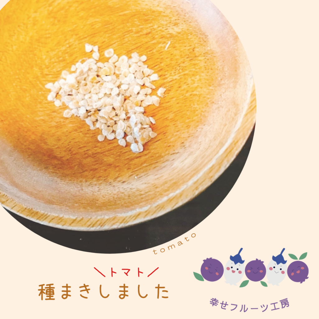 トマトの種の画像