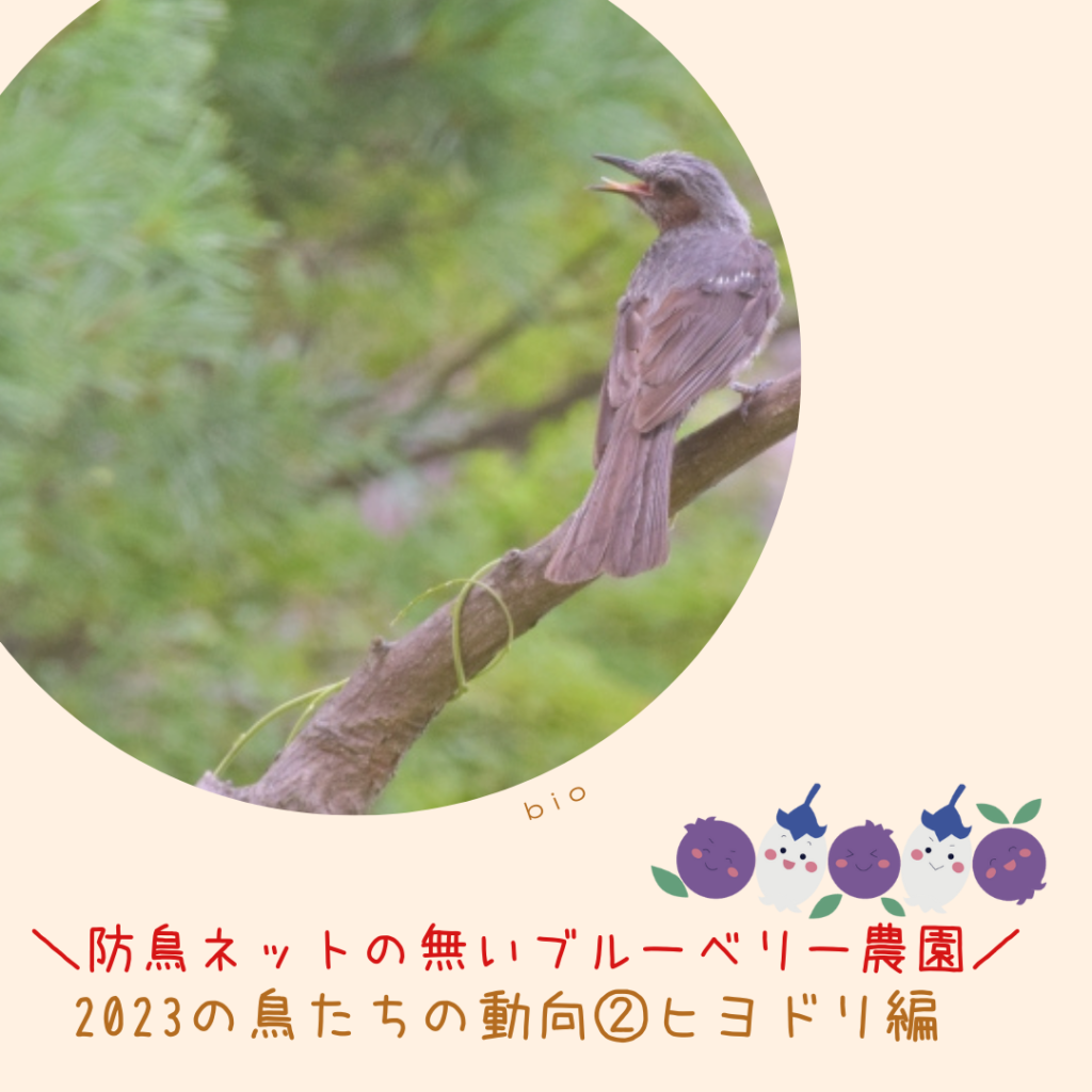 ヒヨドリの画像