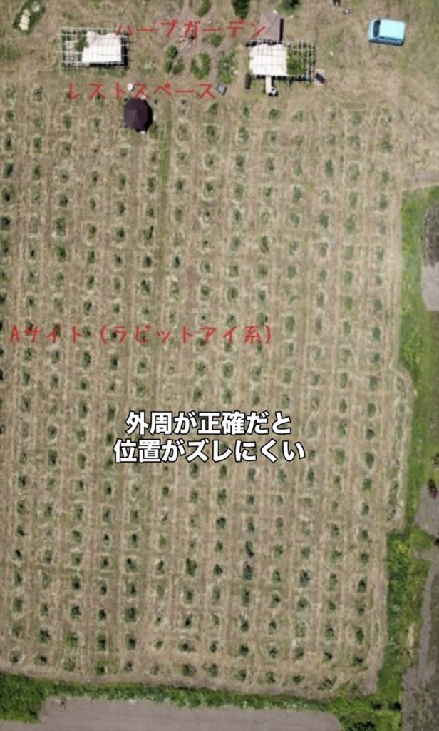 ブルーベリーの位置出しの画像