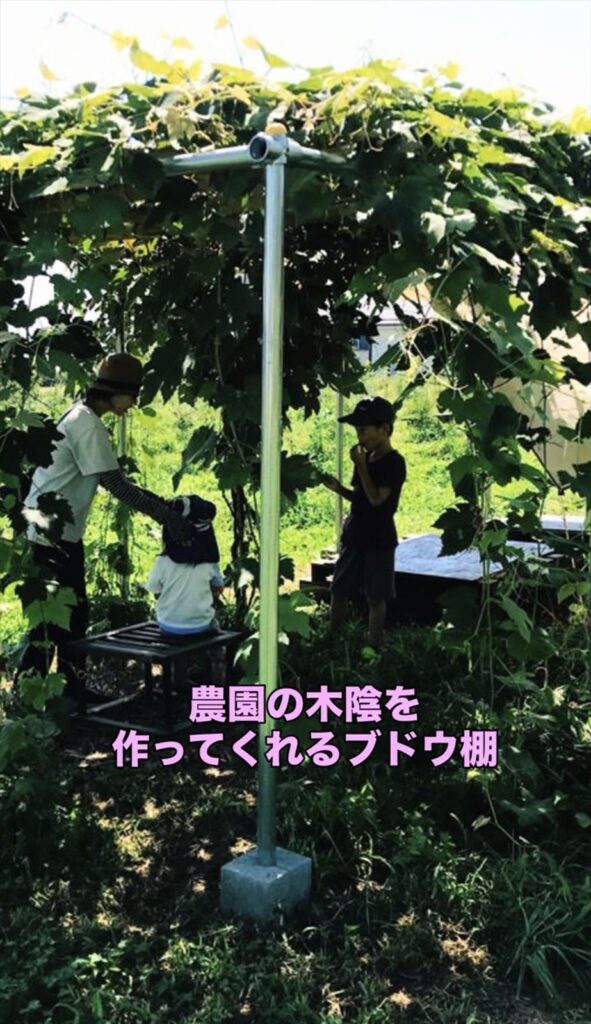 ブドウ棚の日陰の画像