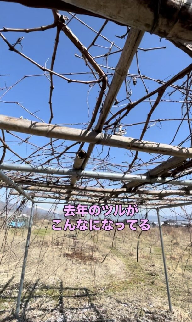 ブドウ棚の剪定前の様子