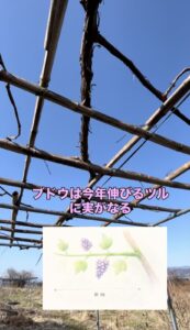 ブドウの剪定の画像