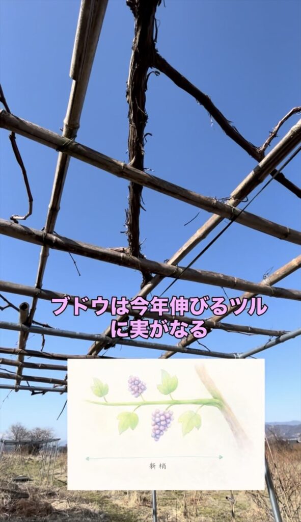 ブドウの剪定の画像