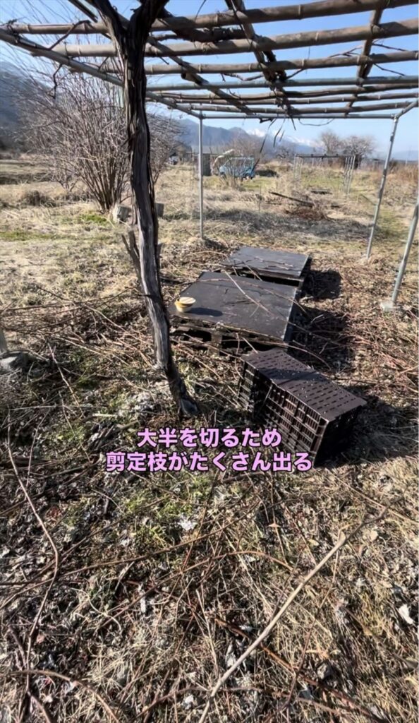 ブドウの剪定枝の画像