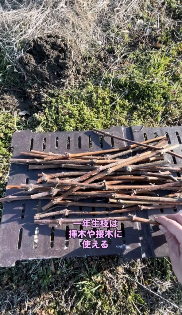 ブドウの剪定枝の挿木などの利用の説明画像
