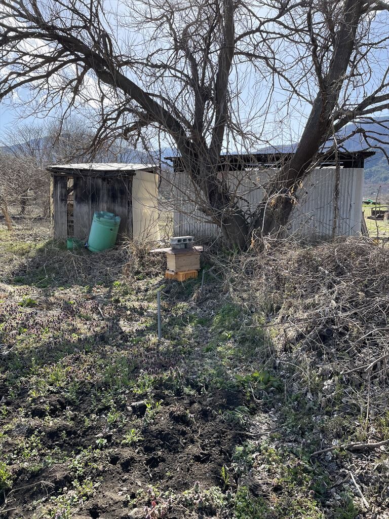 ニホンミツバチの待ち箱の設置画像