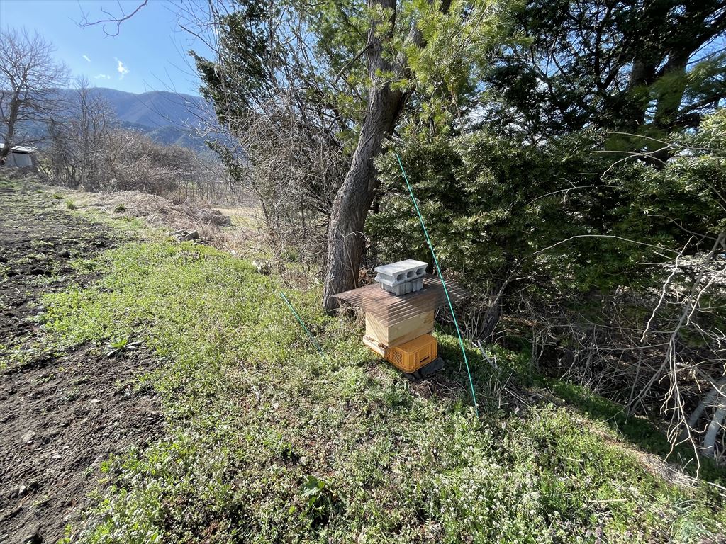付近に設置した日本ミツバチの待ち箱の画像
