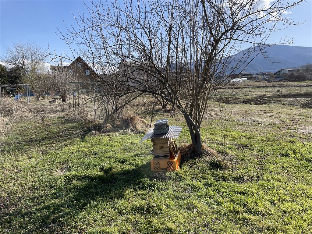 ブルーベリー農園に設置したミツバチの待ち箱の画像