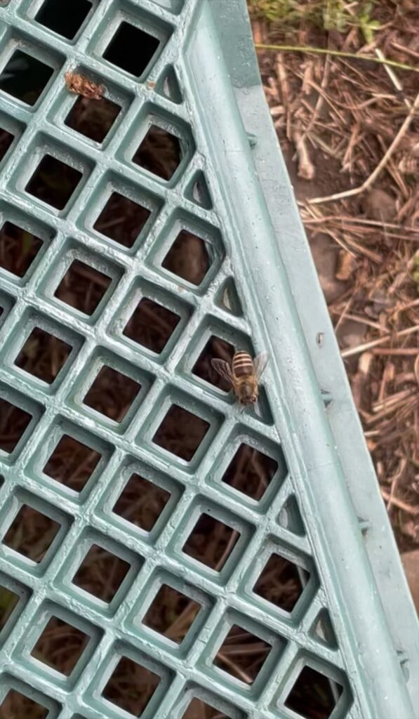 日本ミツバチの画像
